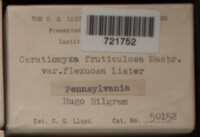 Ceratiomyxa fruticulosa var. fruticulosa image